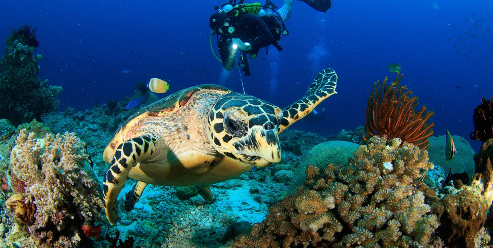 beautiful Turtle underwater