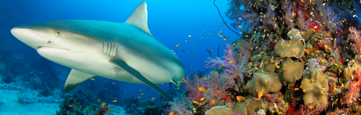 Shark beside coral Phuket Thailand