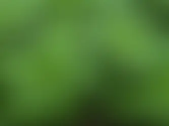 Close-up of vibrant basil leaves ready for picking.