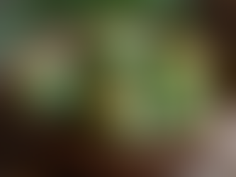 A rustic basket filled with Jerusalem artichokes.