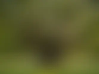 A magnificent oak standing tall, showcasing its strongest branches.