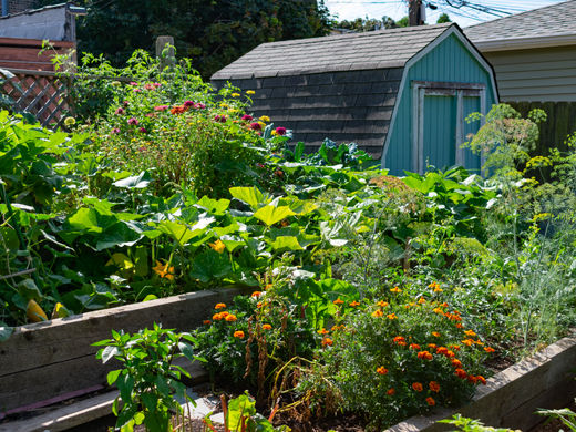 Logan Square has several community gardens where you can find a variety of plants, including vegetables, herbs, and flowers.