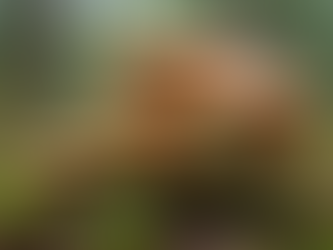 A diverse collection of wild mushrooms nestled among fallen leaves.