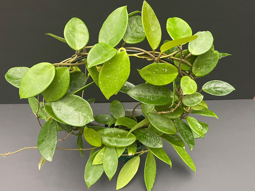 Thumbnail: Hoya obovata seedling #8