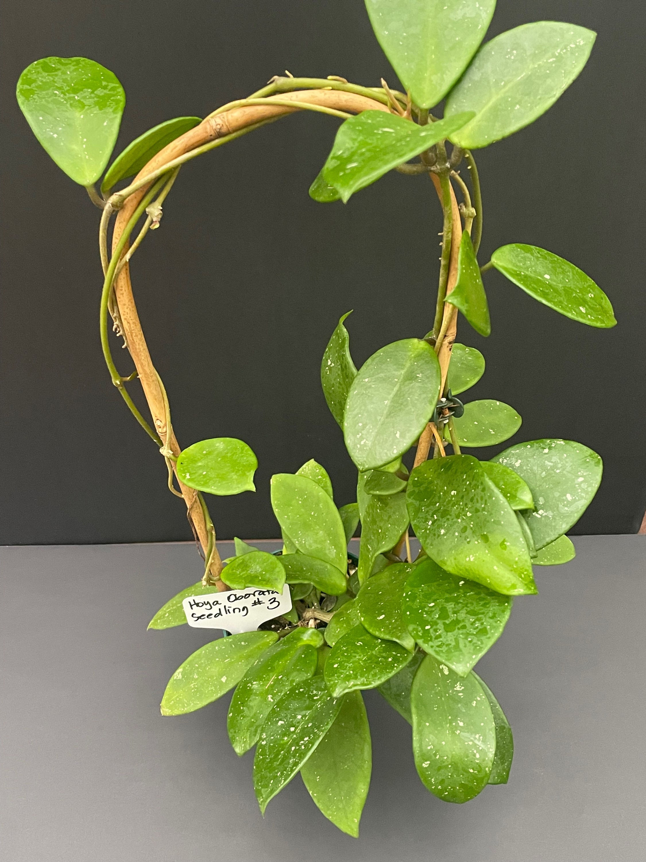 Hoya obovata seedling #3