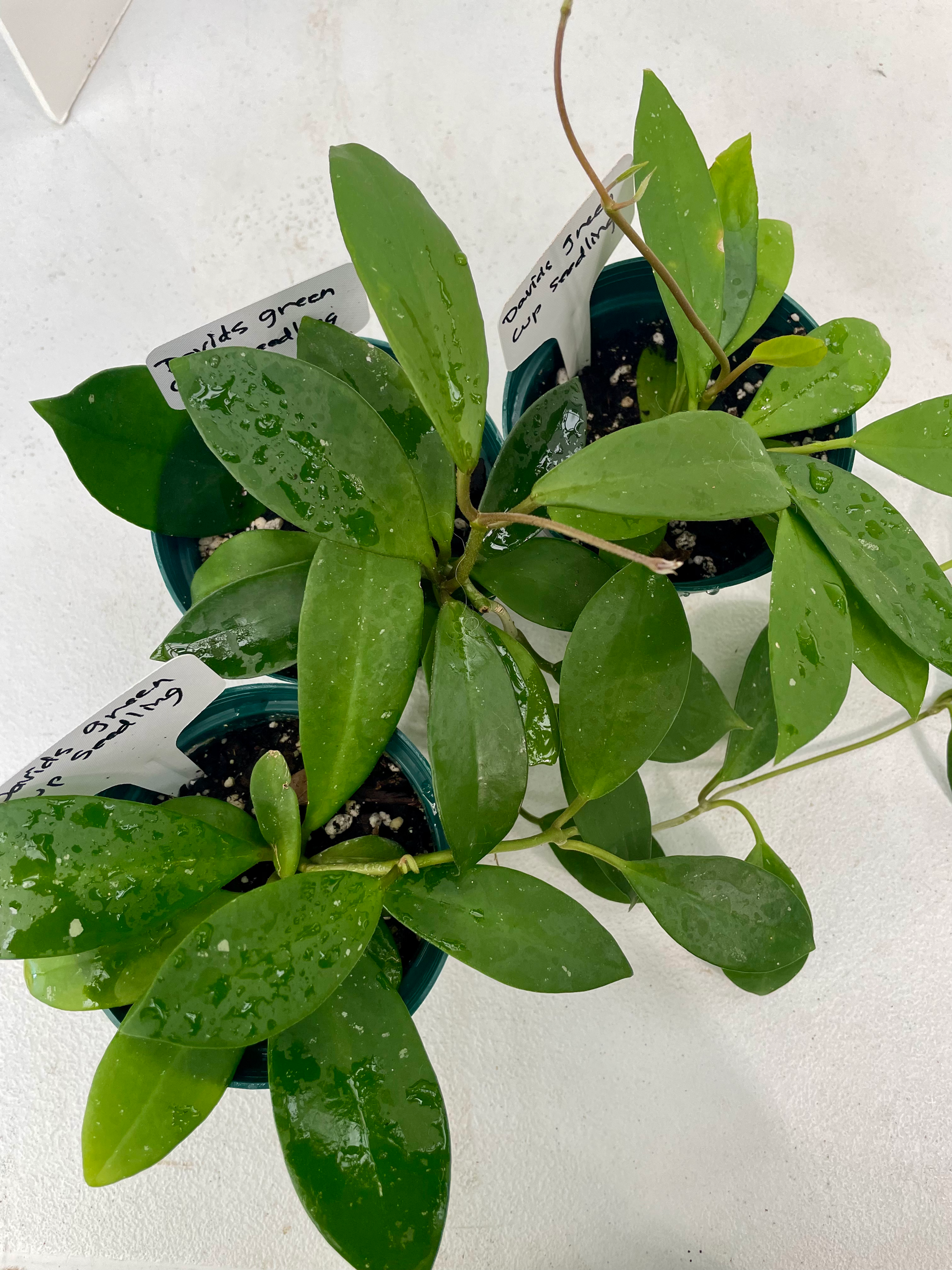 Hoya David’s Green Cup x (?) seedling