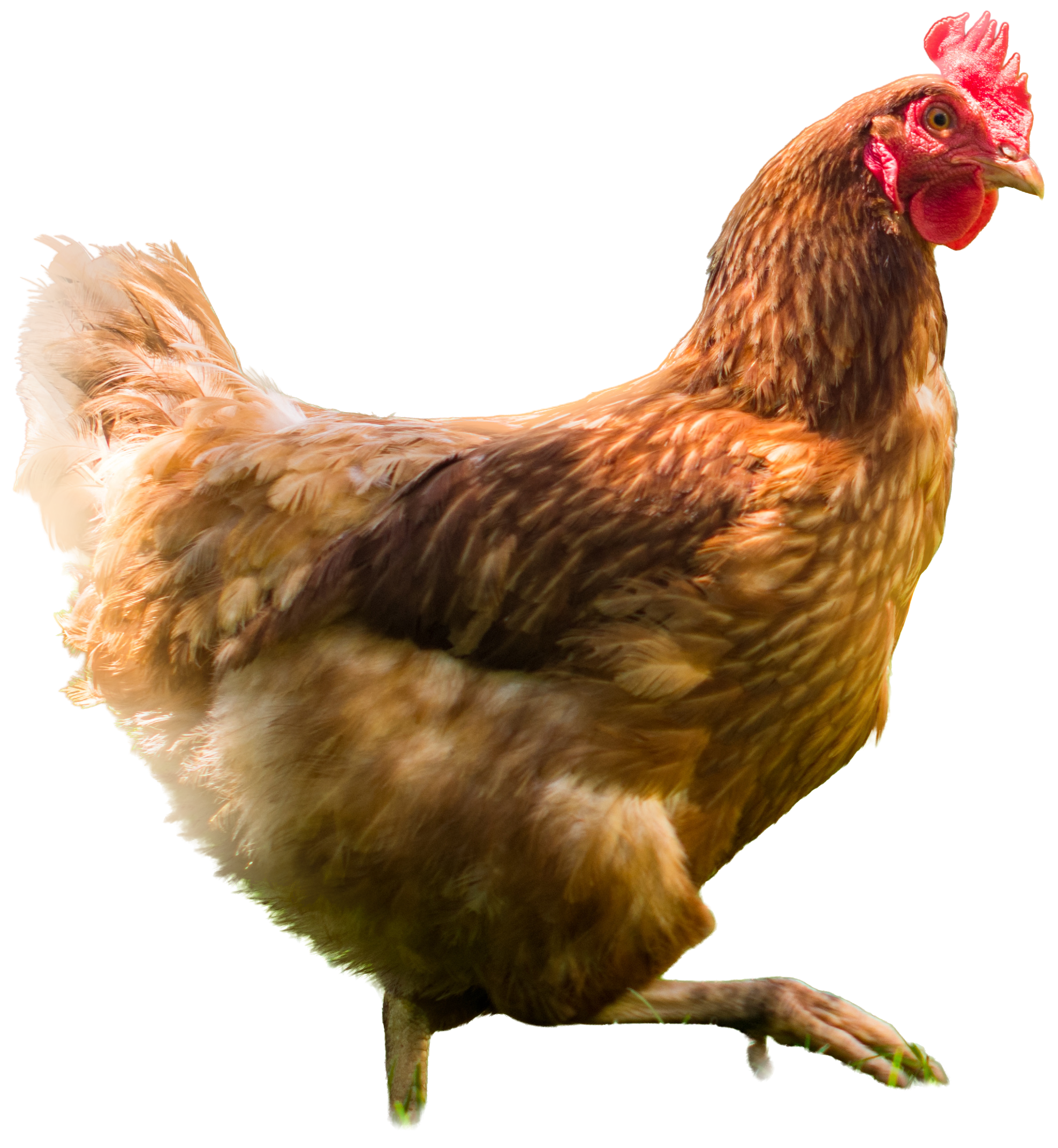 carlshuehnerhof-huhn.png
