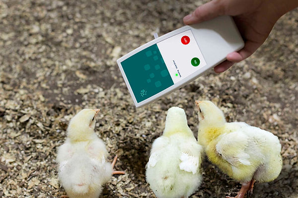 chicken.jpg