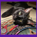 In Honor of Pi. Mesquite, New Mexico. Cat owner finds closure for her cat in spirit.