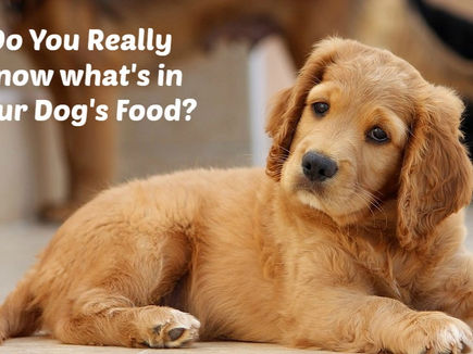 Why You Shouldn't Rely on Your Vet for Nutrition Advice 