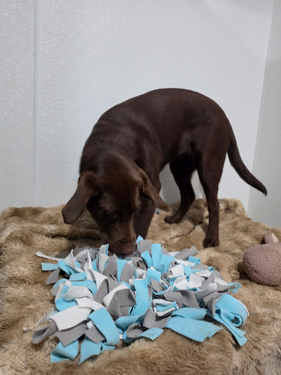 Exploring the Holistic Pet Care Benefits: Unlocking Wellness for Your Dog