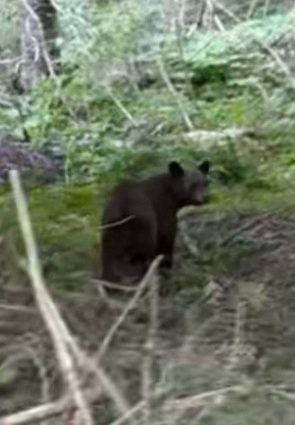 Schwarzbär Straße Glacier Nationalpark – Jakob Kreusch Wildlife Fotografie Wildtiere fotografieren