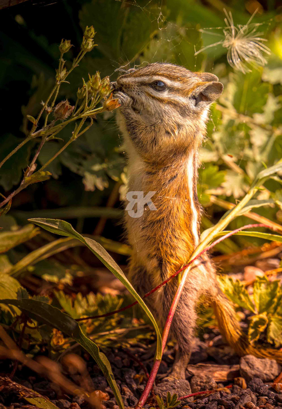 Chipmunk Portrait Wildlife Fotografie Yellowstone – Jakob Kreusch Naturfotograf