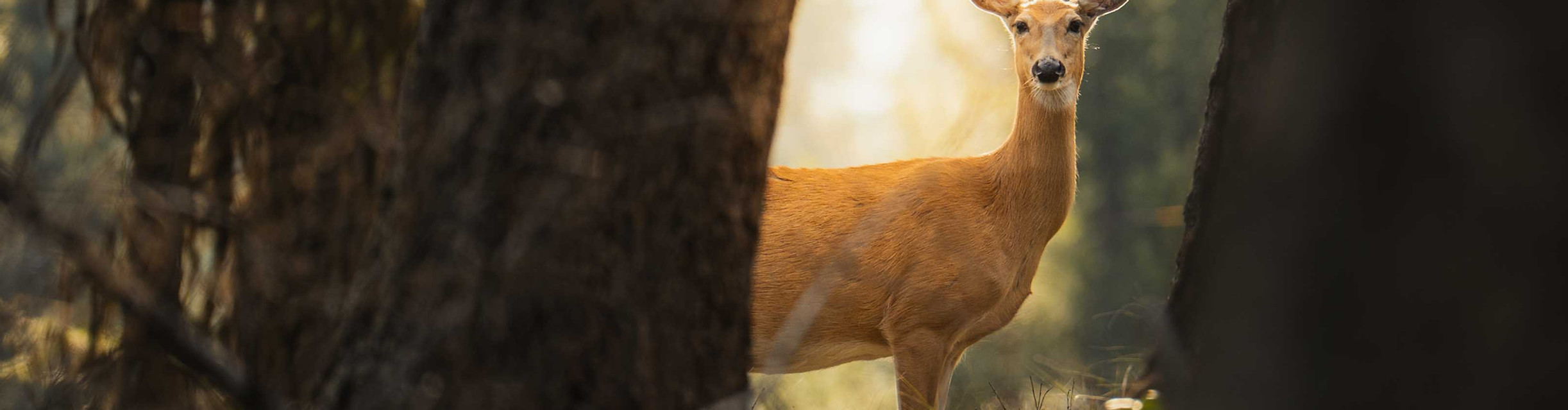 Naturfotograf und Videograf für Sport Jakob Kreusch, Portrait eines Rehes