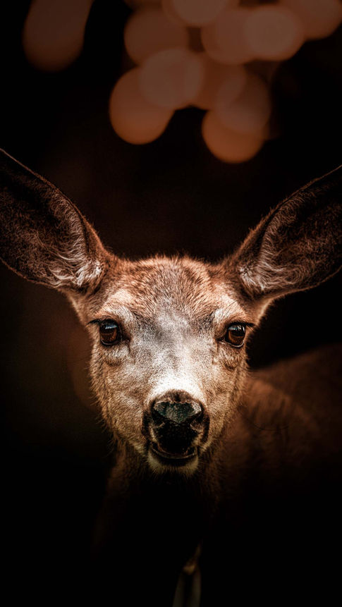 Portrait eines Rehes in der Naturfotografie