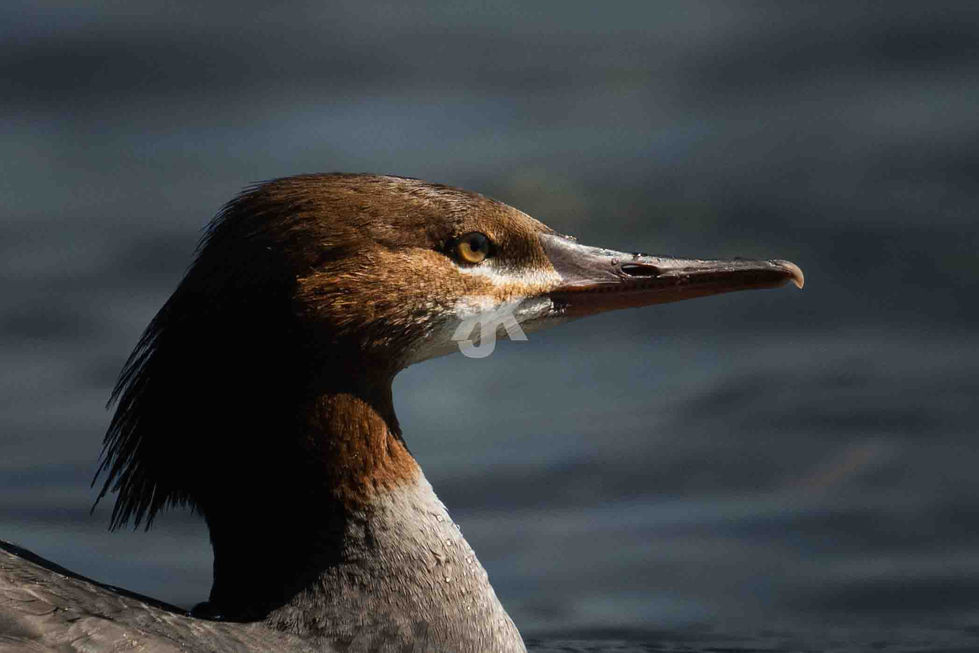 Wasservögel Portrait Wildlife Fotografie Glacier – Jakob Kreusch Naturfotograf