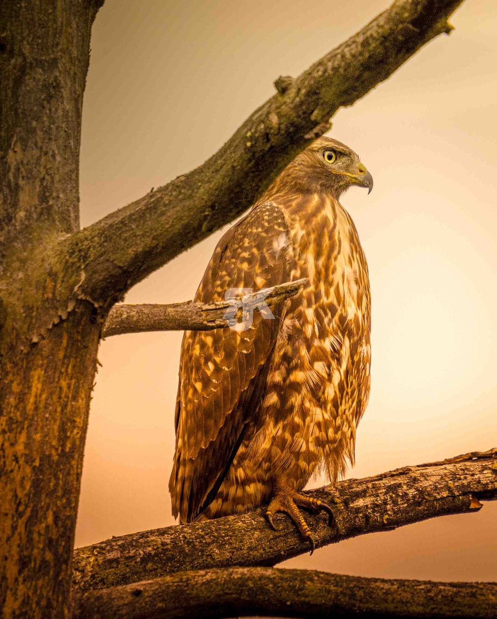 Vögel Portrait Wildlife Fotografie Rocky Mountains – Jakob Kreusch Naturfotograf Deutschland