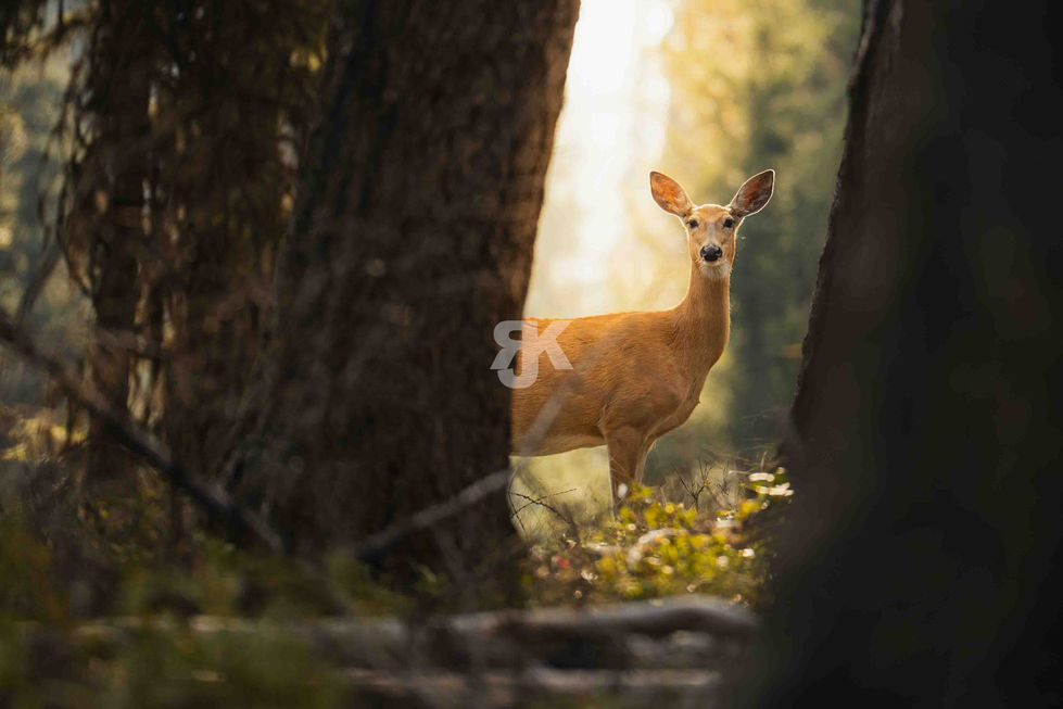 Tier Portrait Wildlife Fotografie Rocky Mountains – Jakob Kreusch Wildtiere fotografieren