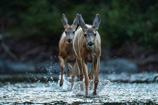 Sport- und Naturvideografie von Jakob Kreusch – professionelle Videoproduktion in Deutschland