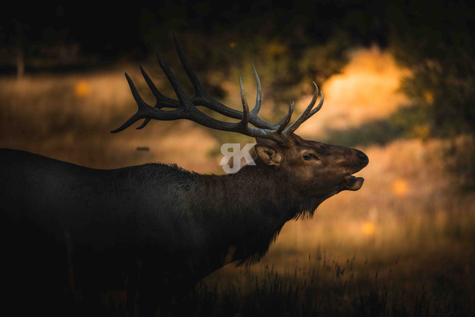 Wapiti Hirsch Portrait Wildlife Fotografie Rocky Mountains – Jakob Kreusch Naturfotograf