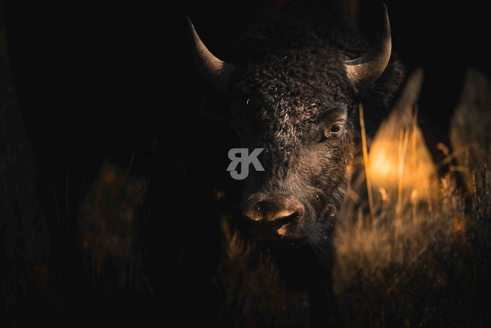 Bison Portrait Wildlife Fotografie Yellowstone Rocky Mountains – Jakob KreuschWapiti Hirsch Portrait Wildlife Fotografie Rock