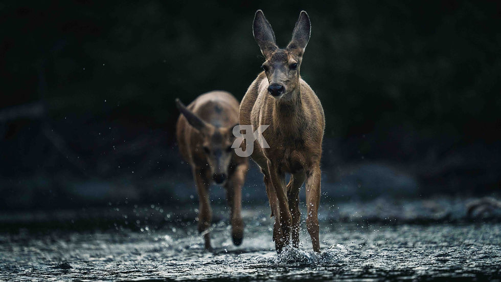 Rehe Fluss Wildlife Fotografie Glacier Nationalpark – Jakob Kreusch Wildtiere fotografieren