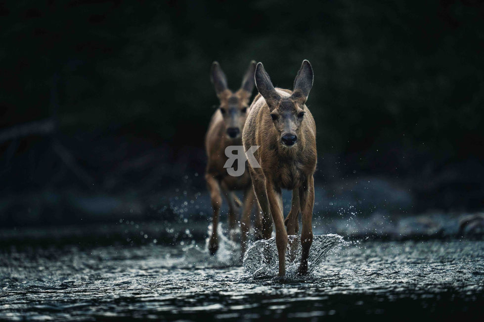 Rehe Action Wildlife Fotografie Rocky Mountains – Jakob Kreusch Naturfotograf Deutschland