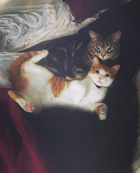 IMG_1831.jpeg