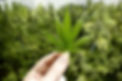 one cannabis leaf