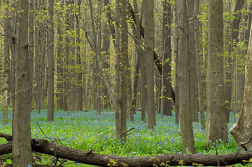 Spring Forest