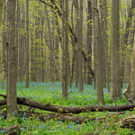 Spring Forest