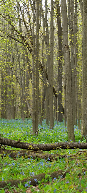 Spring Forest