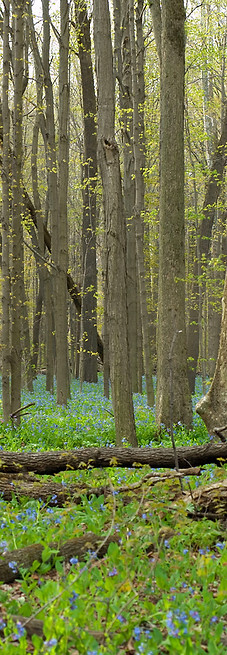 Spring Forest