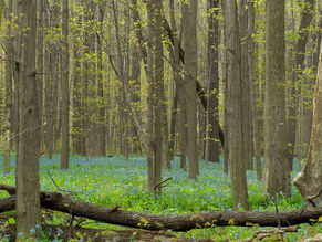 Communities to have greater say in protecting local trees