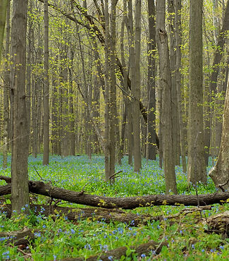 Forest With Wildflowers