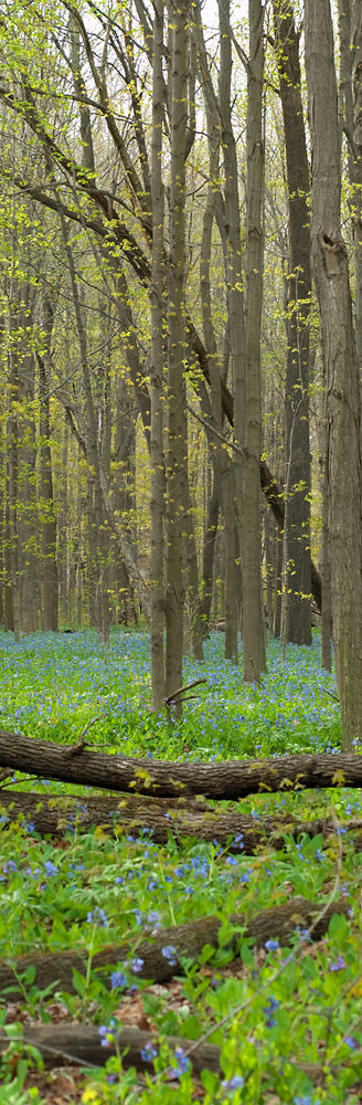 Gatil Weldengarden