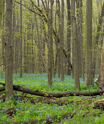 Spring Forest