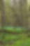 Spring Forest