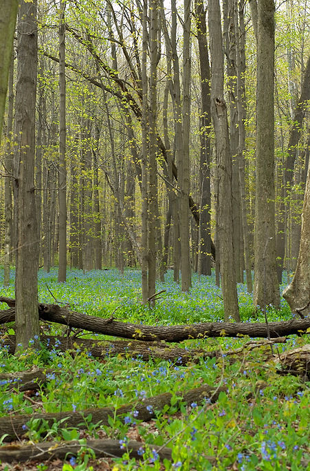 Spring Forest