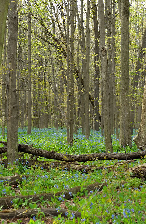 Spring Forest