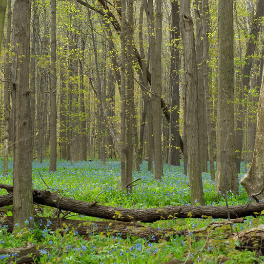 Wild Wood Adventures at Fountains Abbey and Studley Royal