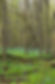 Spring Forest