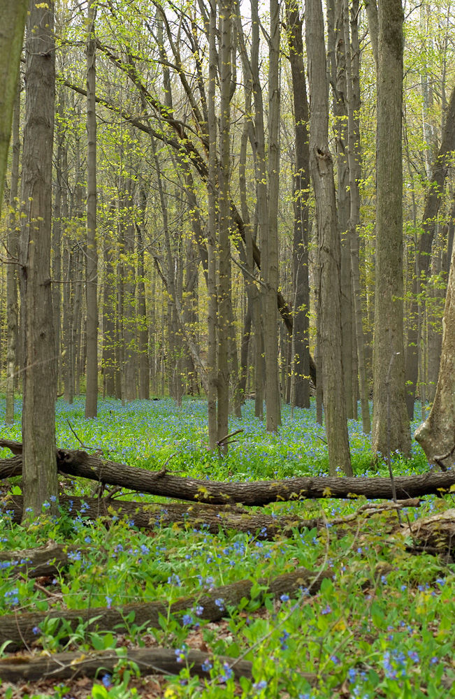 Forest With Wildflowers