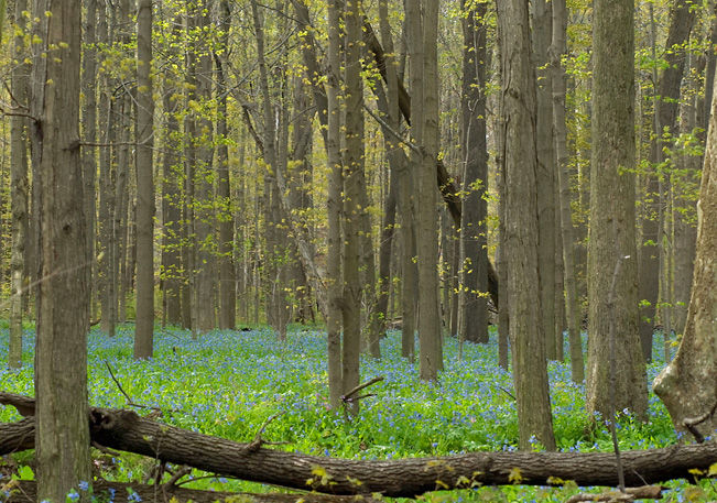Spring Forest