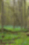 Spring Forest