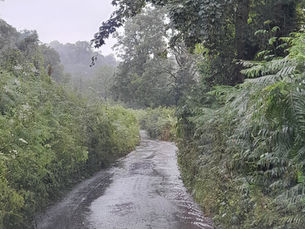 Rainy, narrow country lane flanked by tall, lush green foliage. Wet surface reflects light, creating a serene, overcast atmosphere.
