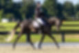 Carry Me Away during a dressage test at trot