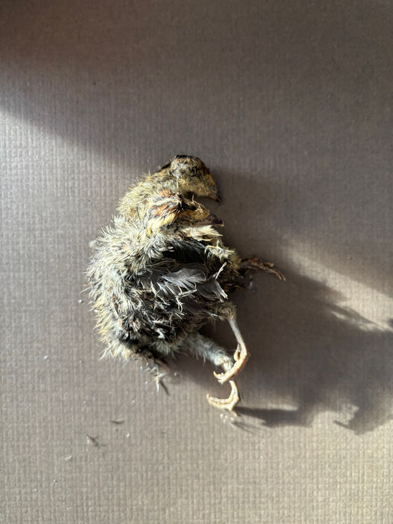 Air dried whole prey-Quail chicks, available only for purchase by members of The Barkary Club!

See more under "The Barkary Club" tab to get more info.

Feed as an occasional high value treat or as a part of a raw fed diet. Excellent source of insoluble fibre, vitamins and minerals as well as mental enrichment.

$12/bag: contains x2

email us to order!