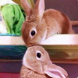 bunnnns