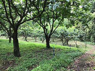 南西より_土地付き太陽光  発電_熊本